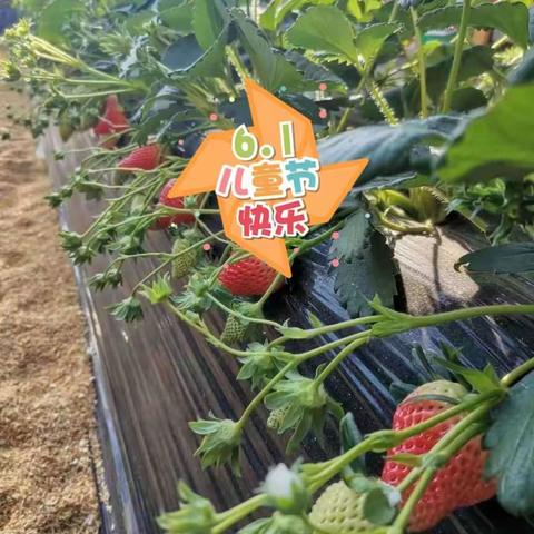 6.1儿童节采摘草莓报名啦！
