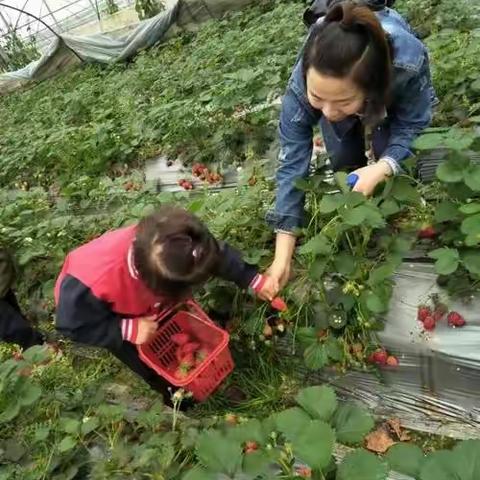 6.1儿童节草莓采摘