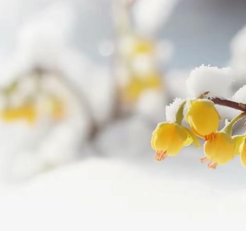 “冰雪童心庆丰年，万千巧手做花灯”暨松原市宁江区第二实验小学花灯游园会