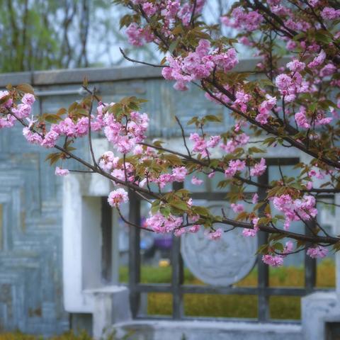 雨后樱花更烂漫