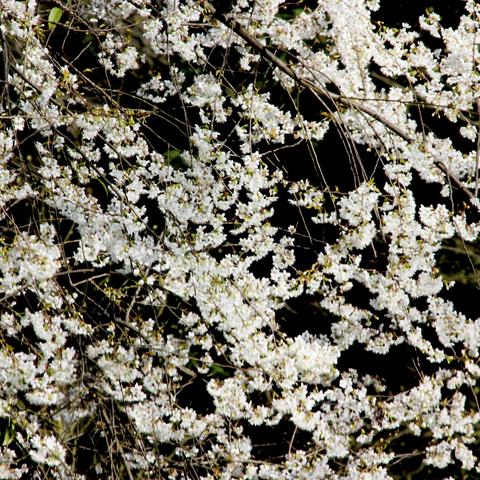 壬寅春”三.八“春游活动