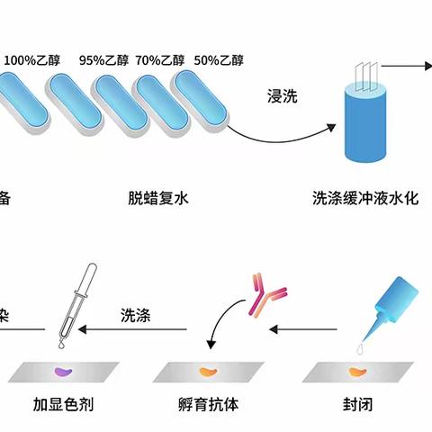 攀登免疫组化的山峰