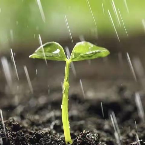 二十四节气——雨水   雨水至   万物生