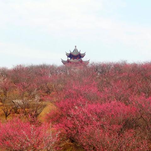 花开梅岭，感受春天