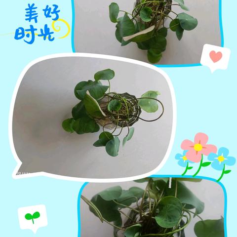 暑假观察荷叶生长过程，感知生命的奥妙
