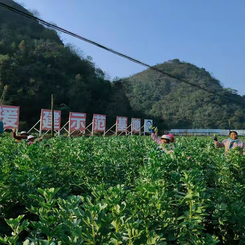 拼经济  拼发展：蚌谷在奋“豆”，“两豆”变“金豆”