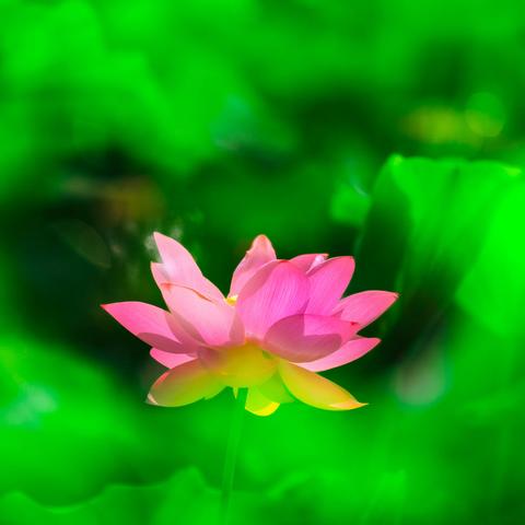 韵荷