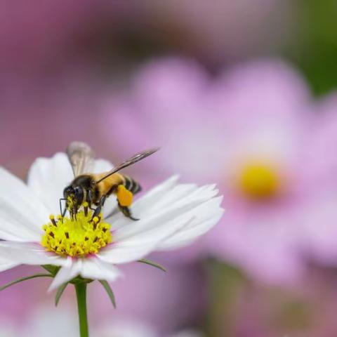 《离群的蜜蜂》三七班美篇