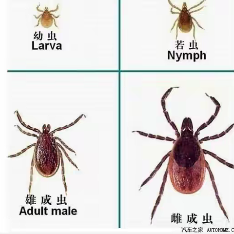 发热伴血小板减少综合征（蜱虫病）知识宣传