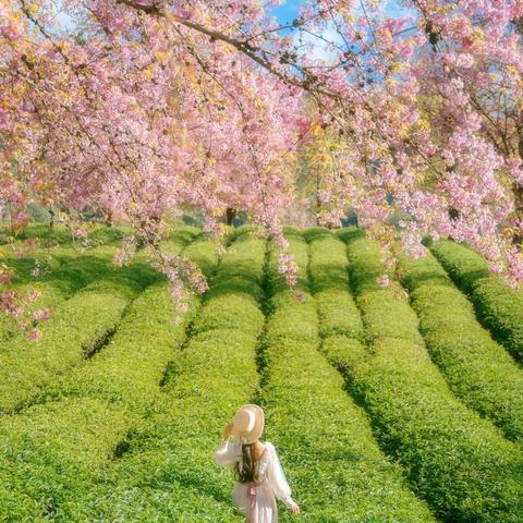 【山茶花开】2023.3.17-3.19平坝-看中国最美樱花