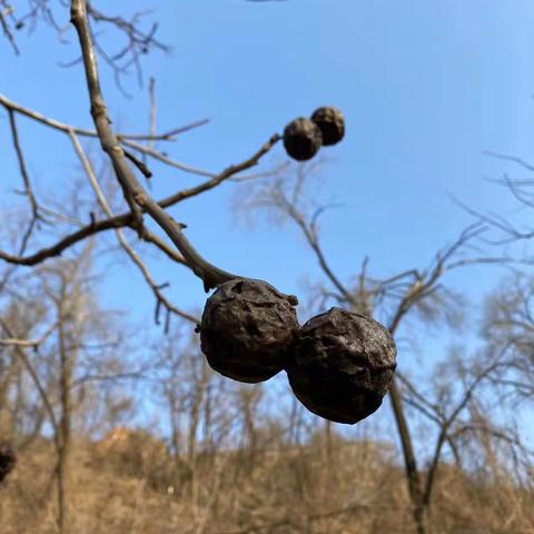 立春时节赴桃园挑拣桃枝