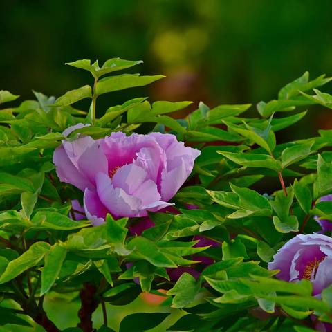 景山-牡丹惊艳京城