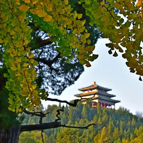 北京景山公园秋色美
