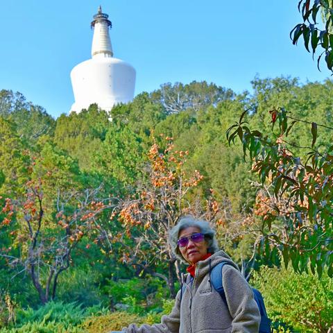 北海园中画舫斋，古柯庭前赏唐槐