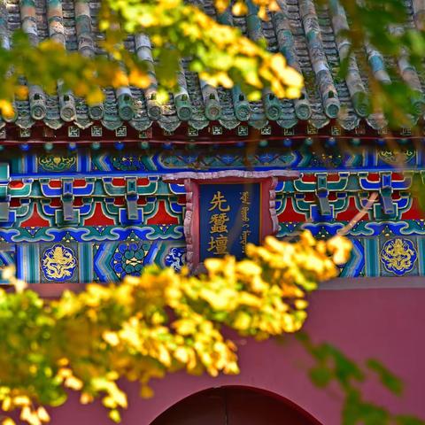 先蚕坛银杏林，濠濮间红叶前留个影