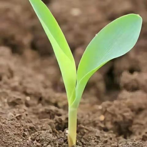 玉米种植记🌽——电力幼儿园大班种植实录