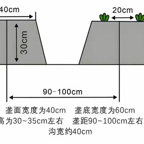 草莓移栽前有哪些注意事项及准备工作？这四个步骤很关键