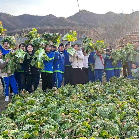 劳动励心智 快乐伴成长-山神庙小学收白菜实践活动纪实