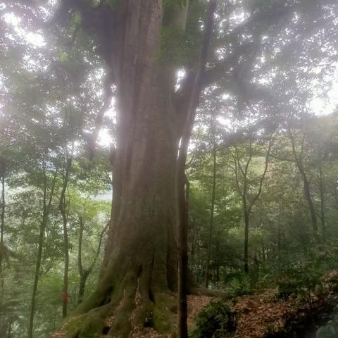 红豆相思谷游记