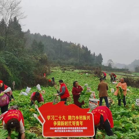 涪高中开展“学习二十大 助力乡村振兴”助农收割青菜头活动