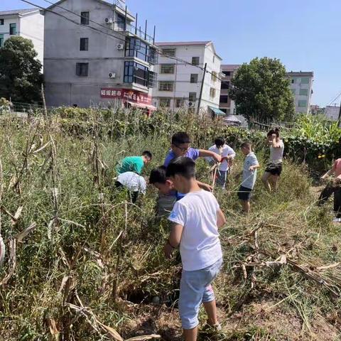 农场除草篇丨田间第一课 学生除草忙