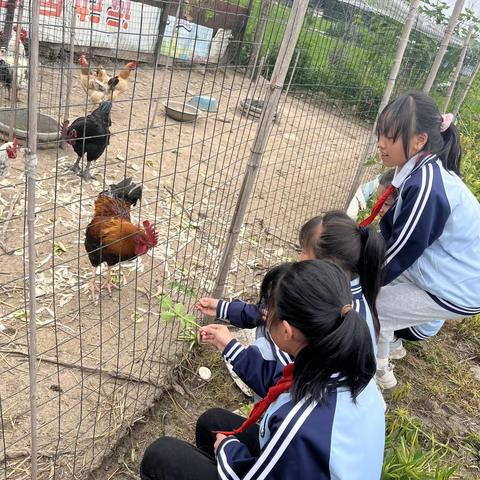 养鸡喂食篇｜农场的鸡是小吃货