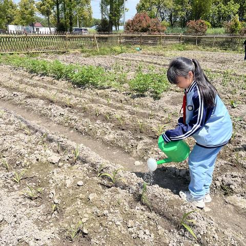 浇水施肥篇丨浇水施肥除草是门大学问