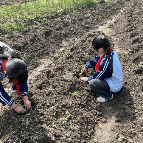 农场种植篇丨种植真有趣