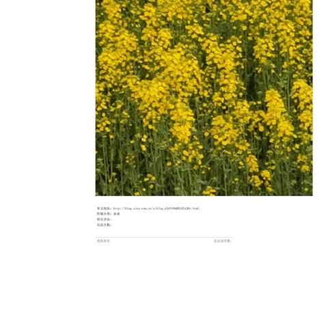 合肥大地的油菜花香