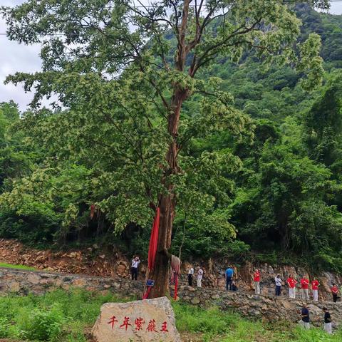 千年紫薇王的自然之景