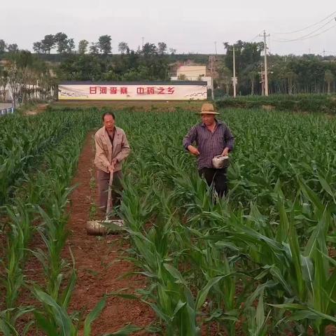 樊村镇：抢抓柴胡种植黄金期 助力乡村产业大发展