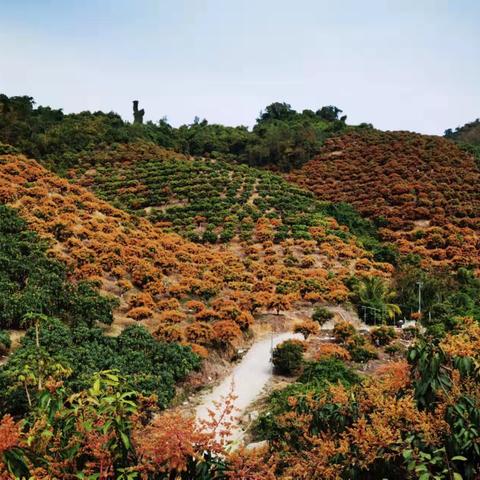 深山里的芒果园