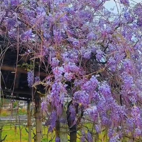 人间四月芳菲尽，一小教研正当时：有趣的数字比拼——探索数的大小奥秘