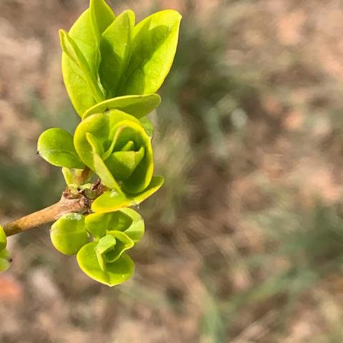 春暖花开如期至，赛课磨砺正当时———邯郸市第十二中学2023年参加市级优质课比赛活动