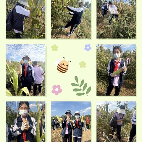 马蹄莲小学6.4班秋季研学——摘玉米活动