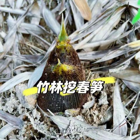 张家港行者自驾的文章