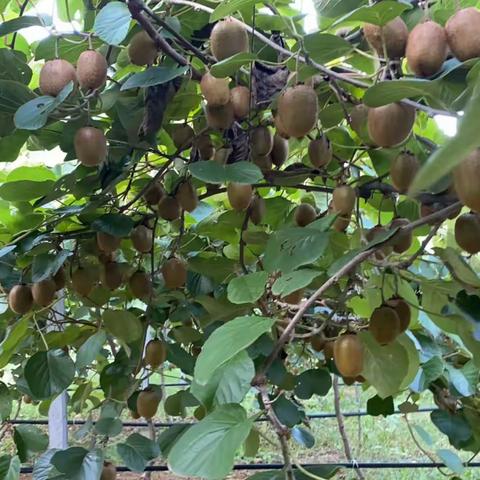 【五星熠熠耀城乡】付店镇：产业助农促发展 专业管理稳增收