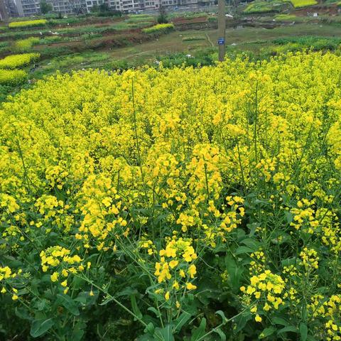 🌱春日🍀好时光，一起“趣”春游🌸 ——黄木冲幼儿园小班春游活动🌷