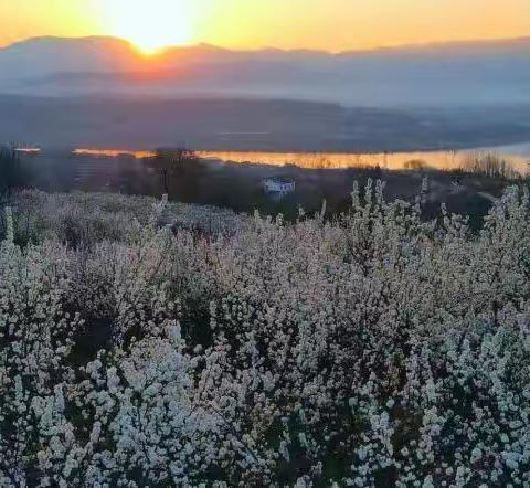 樱韵烂漫处，守护正当时