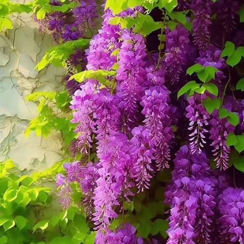 晚霞诗社（51）