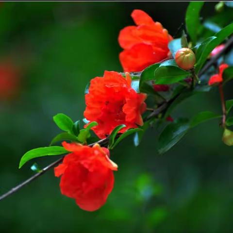 晚霞诗社（52）