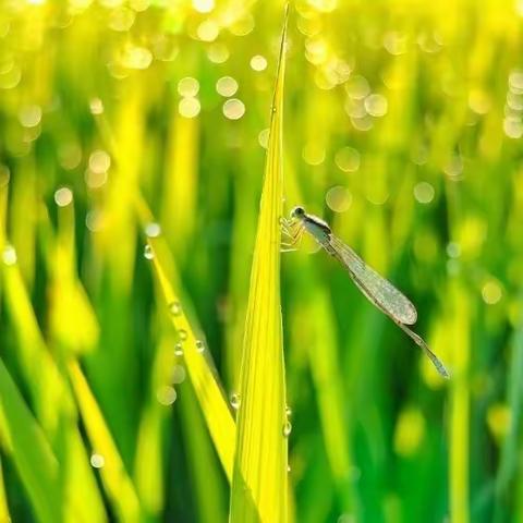 晚霞诗社（53）