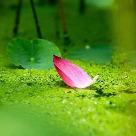 晚霞诗社（54）