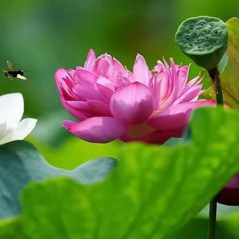 晚霞诗社（55）