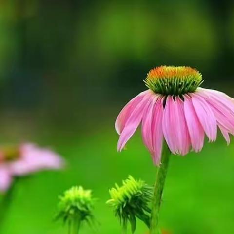 晚霞诗社（57）