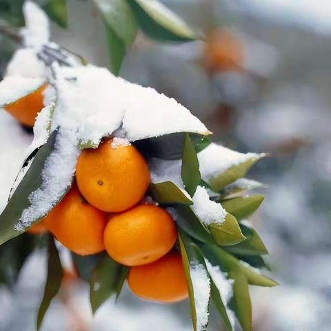 晚霞诗社（64）