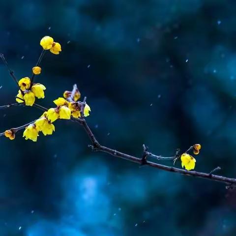 晚霞诗社（67）