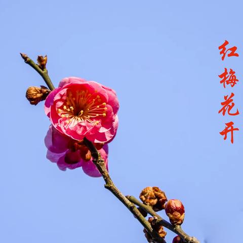 梅花