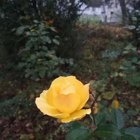 月季花上雨   春归一凭澜