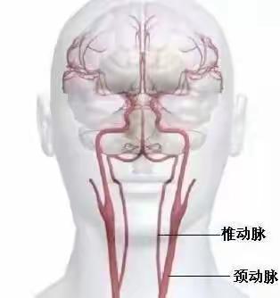 脑梗和脑溢血是怎么发生的？